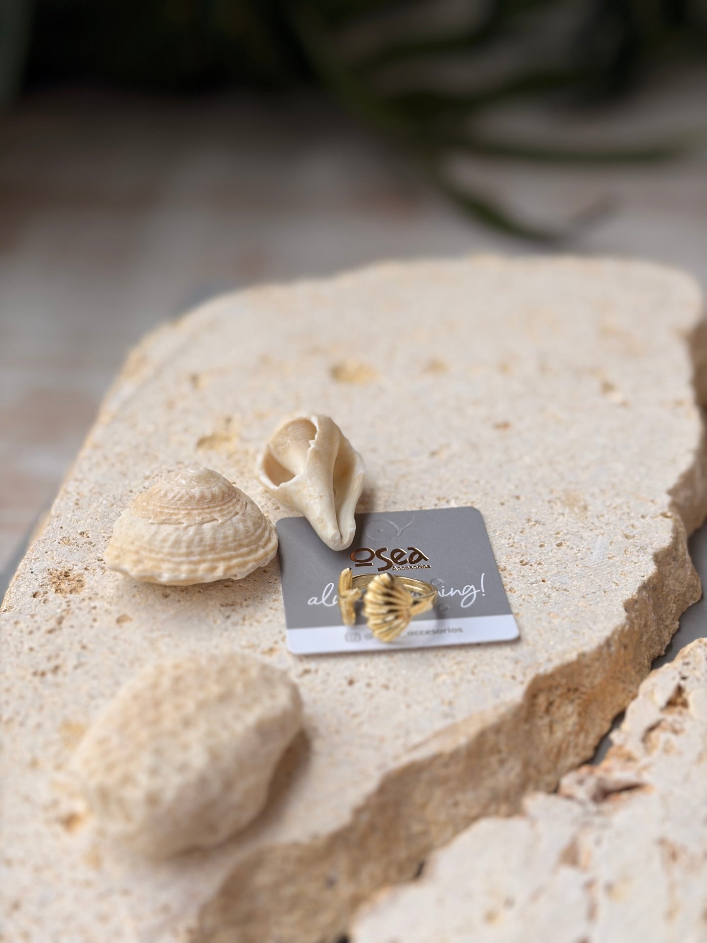 Anillo concha y estrella de mar