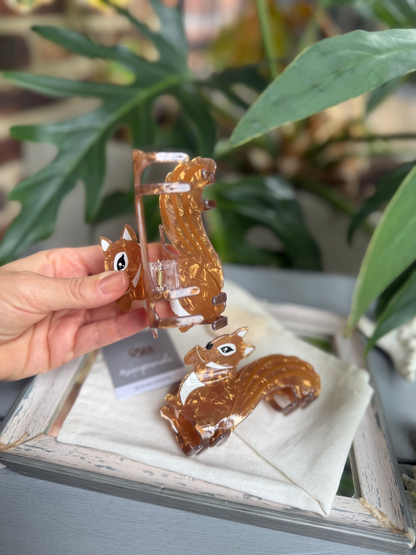 Caimán ardilla 🐿️