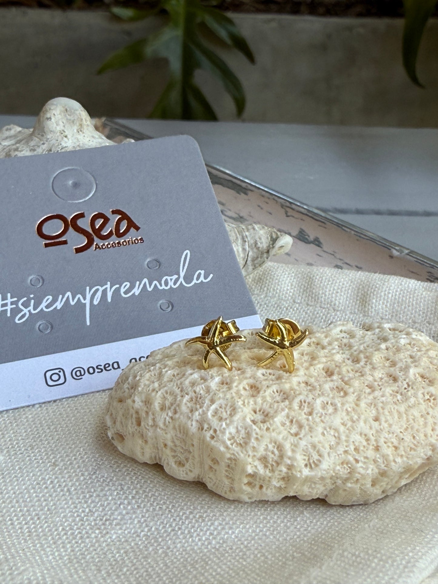 Mini topos de concha, estrella y mariquita