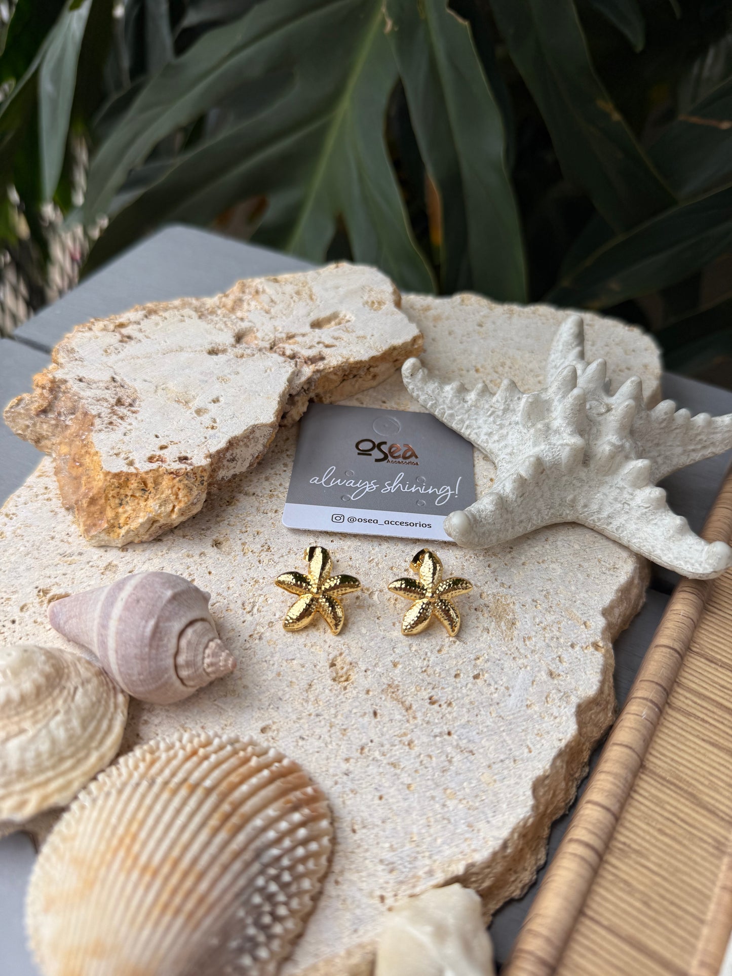 Topo pequeño estrella de mar
